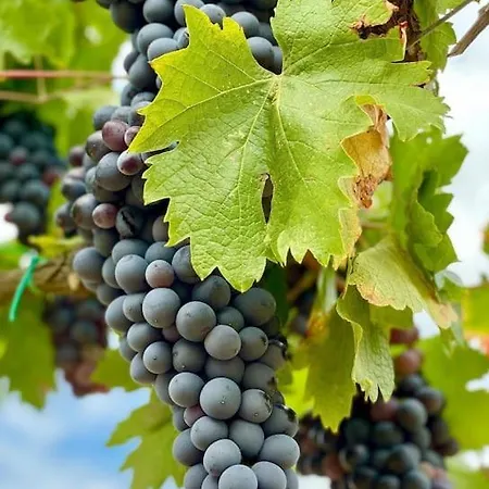 Bergerie Dans Les Vignes *